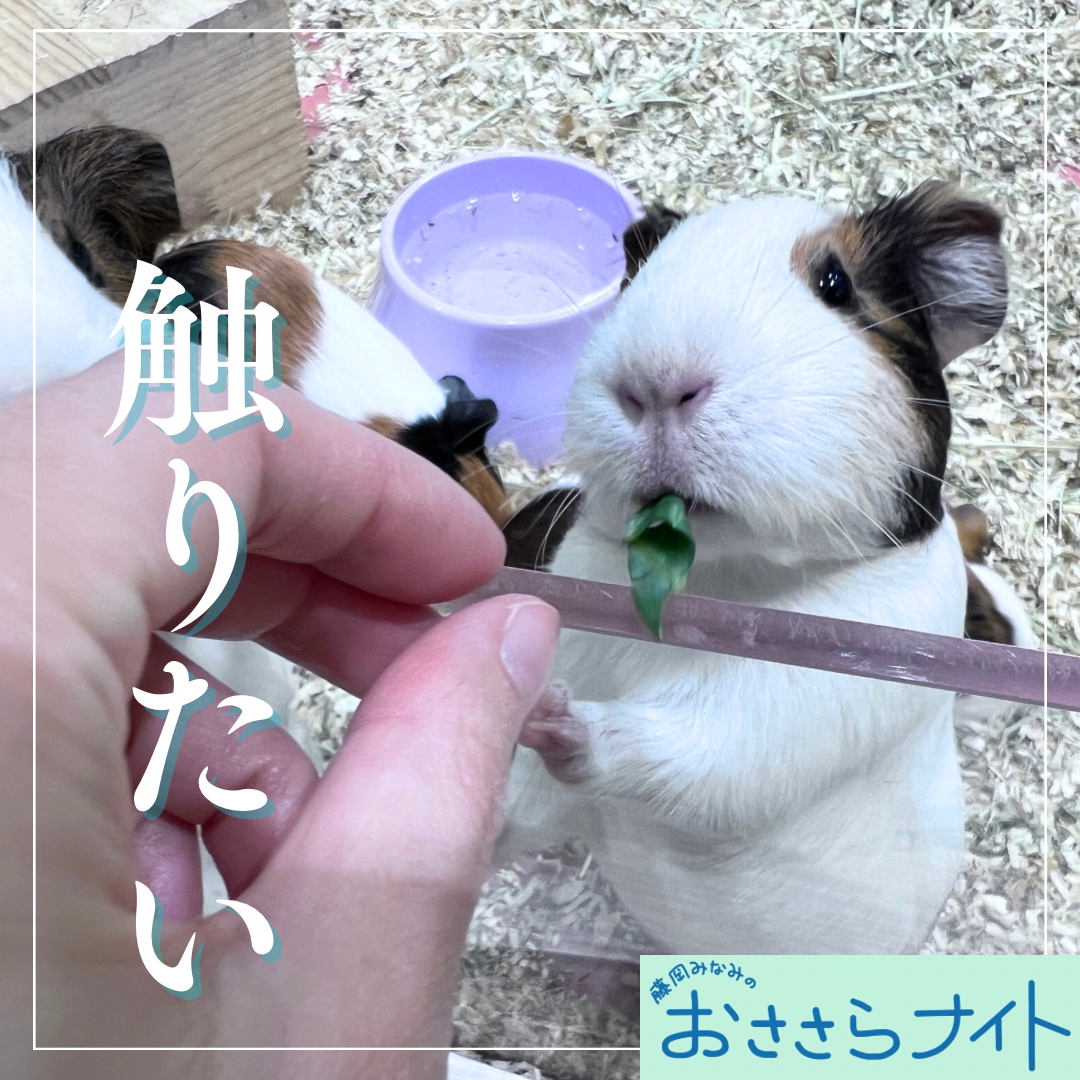 Podcast版　2024/10/19　第133回　触りたい episode artwork