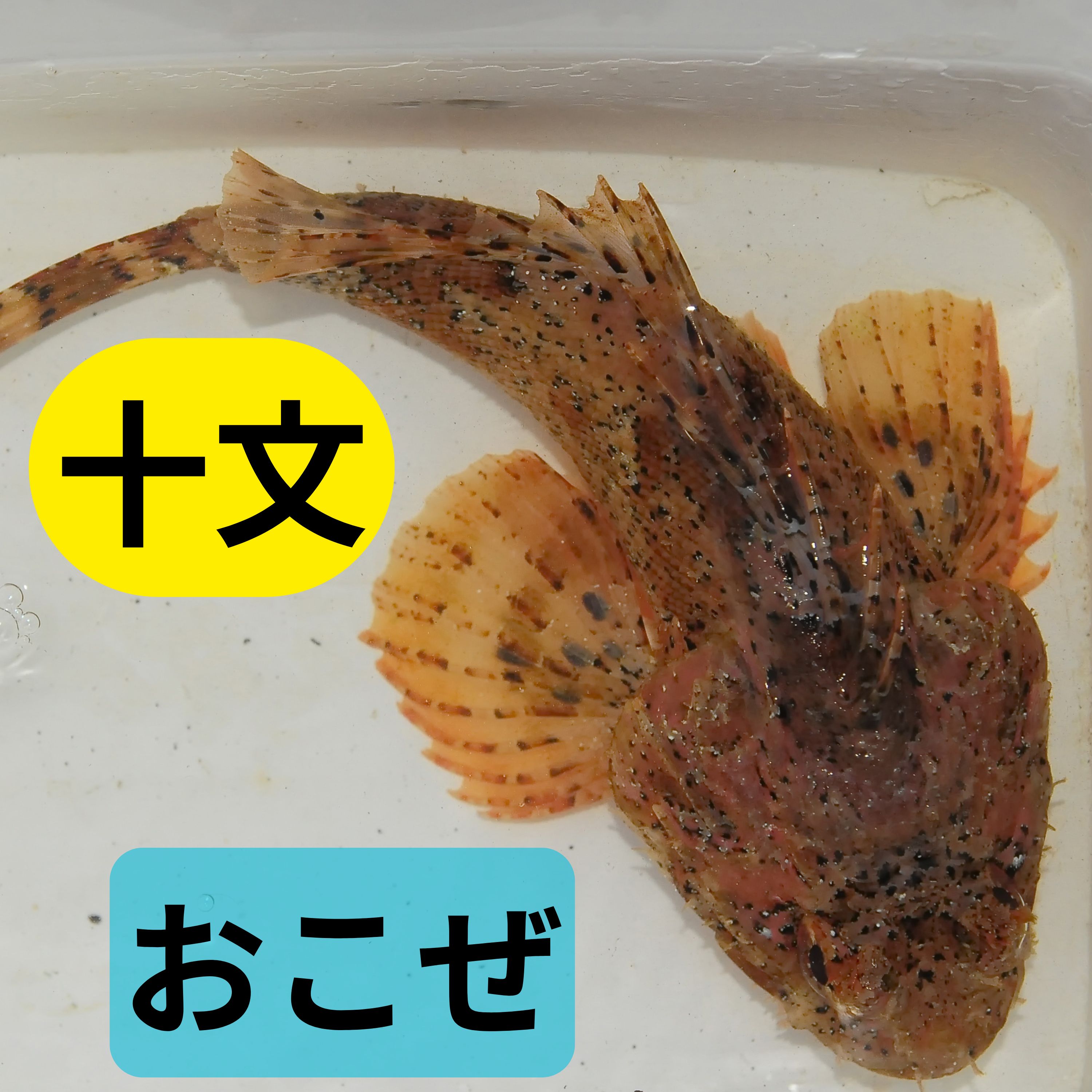 「炭焼き爺さんの魚買い」　魚を無理に売ろうとした魚屋をやり込めた爺さん
