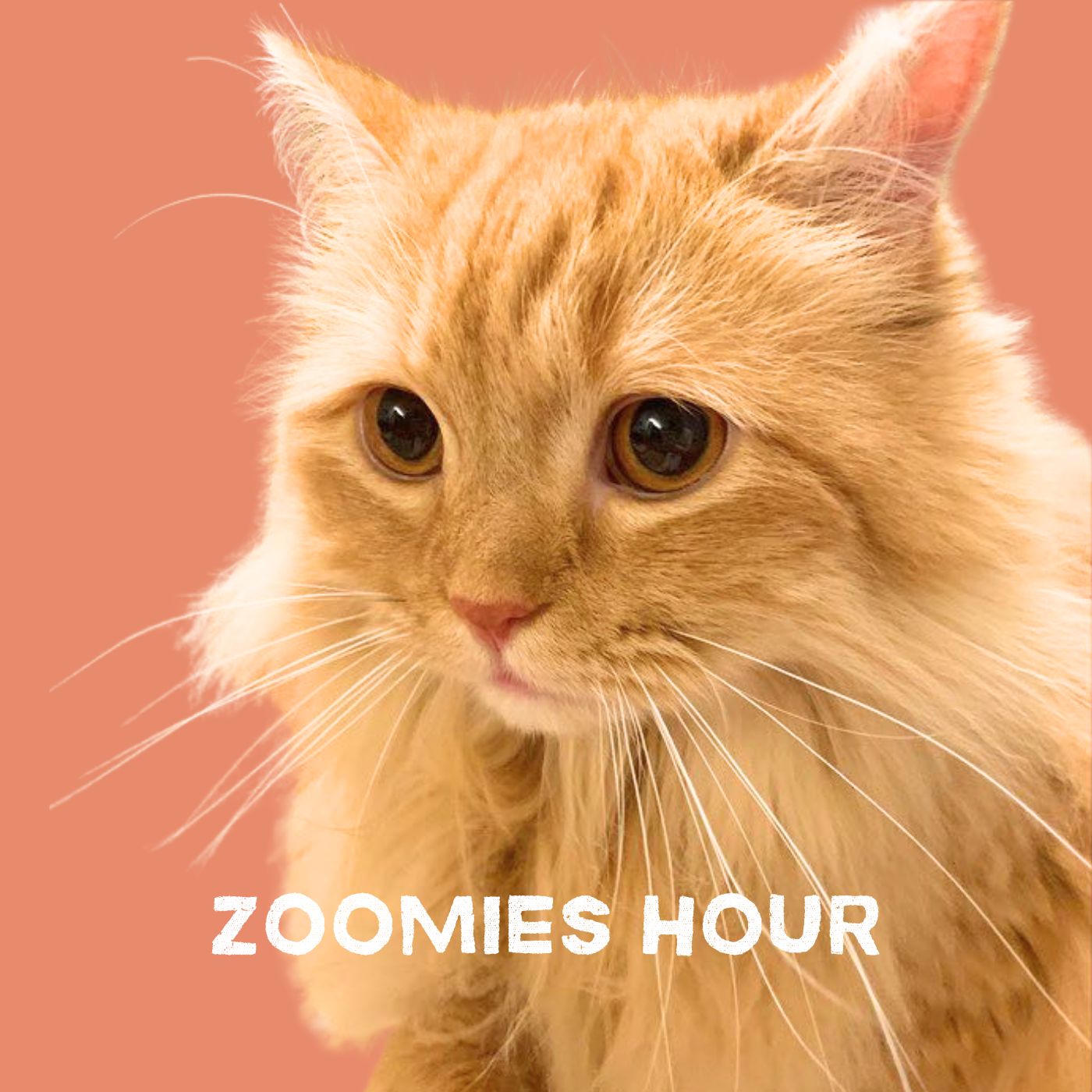 #052 WE LOVE STREET CATS episode artwork