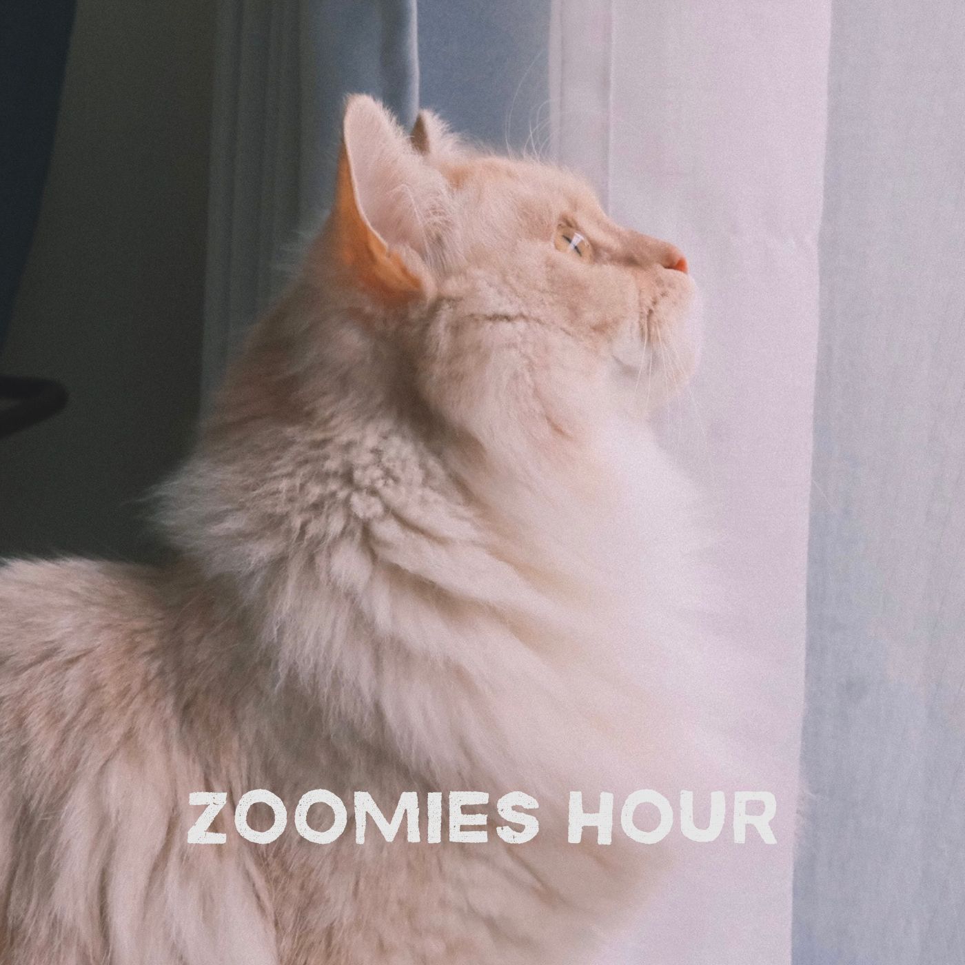 #045 猫と引っ越し #045 猫と引っ越し