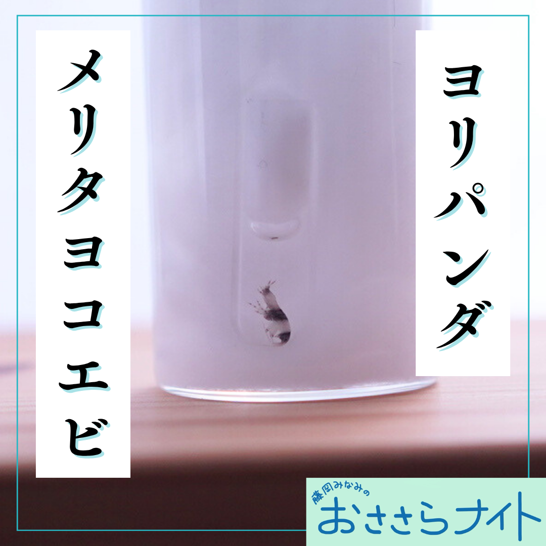 ＜ＯＡ＞２０２５年１１月１５日放送 episode artwork
