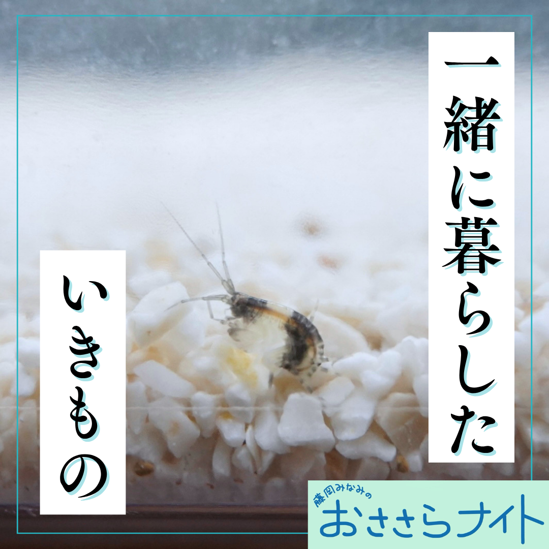 ＜ＯＡ＞２０２６年６月６日放送 episode artwork