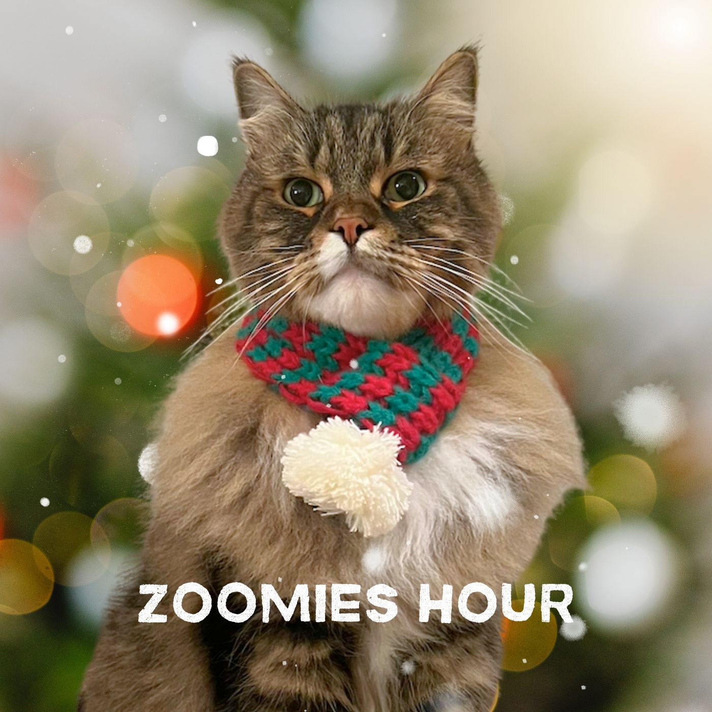 #039 2025年猫関連グッズBEST BUY！Part.1 ごはん/おやつ/おもちゃ編