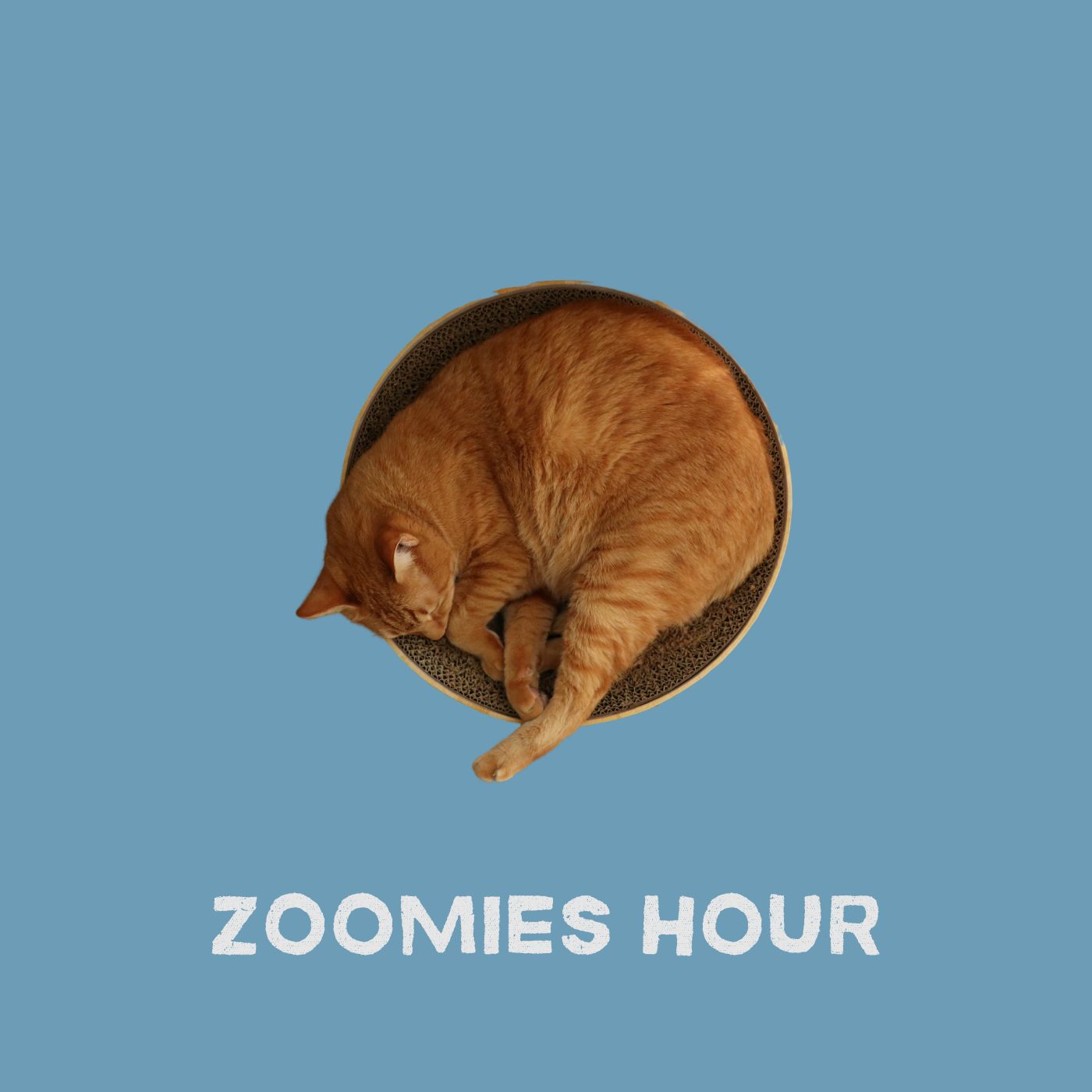 #046 猫の緊急事態 #046 猫の緊急事態