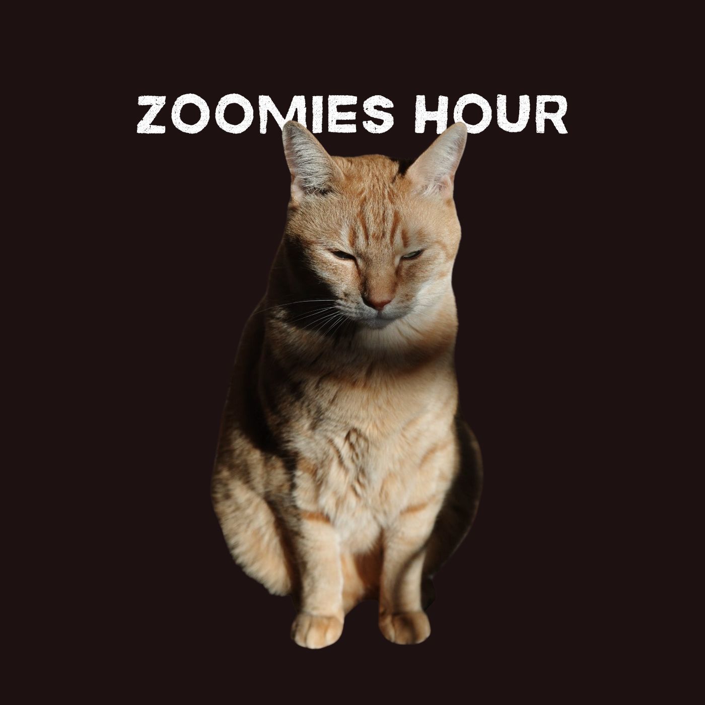#022 猫にまつわる言葉たち