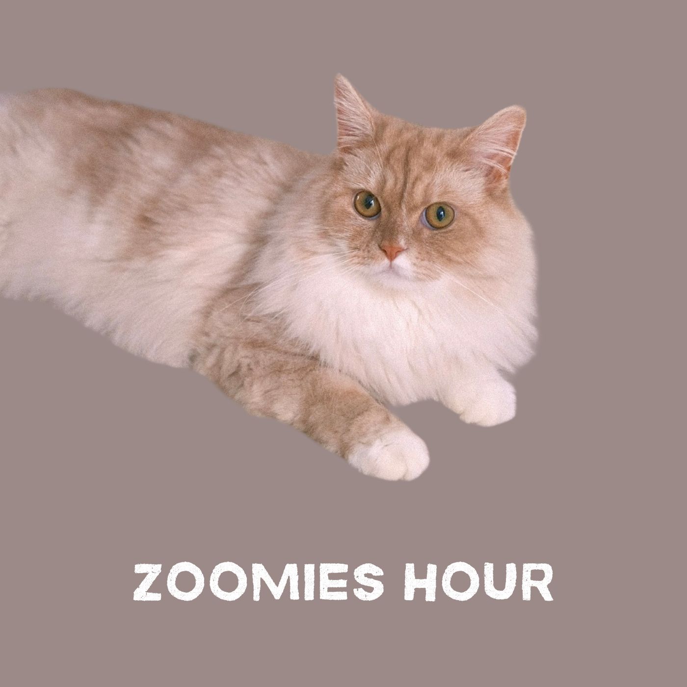 #023 猫へのNG行動！