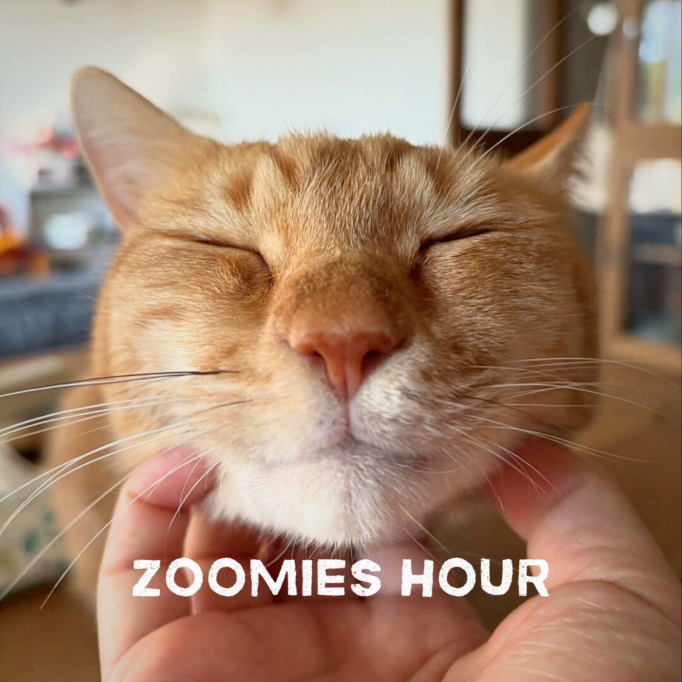 #036 我こそは猫変態!猫の好きな部位/猫のあれこれ測ってみた #036 我こそは猫変態!猫の好きな部位/猫のあれこれ測ってみた