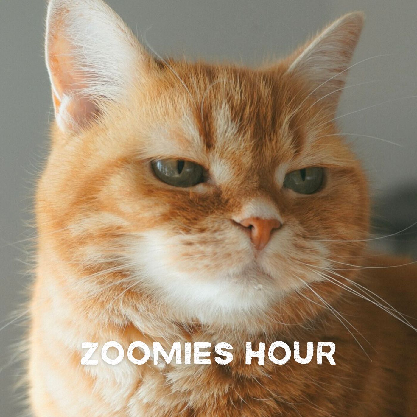 #050 猫とAI part.1/猫の健康チェックAI「CatsMe」がすごい #050 猫とAI part.1/猫の健康チェックAI「CatsMe」がすごい